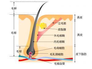 頭皮の状態は、髪質に影響するのでしょうか?