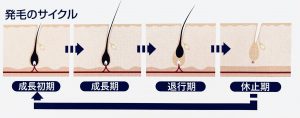 毛周期(ヘアサイクル)