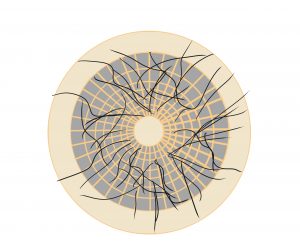 1日の平均抜け毛の数は?