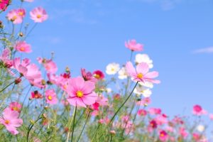 抜け毛の季節性: 春と秋の注意点